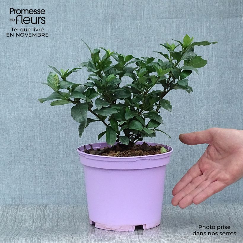 Example of Gardenie Pinwheel - Gardenia jasminoides Topf mit 2L/3L as you get in automne