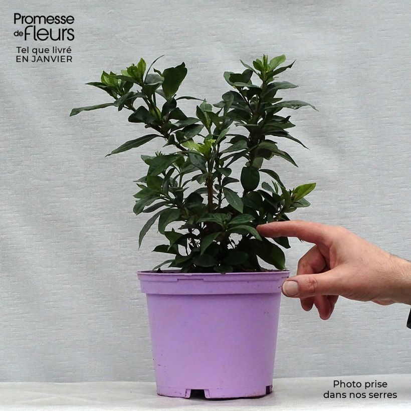 Exemplar von Gardenie Pinwheel - Gardenia jasminoides Topf mit 2L/3L wie im Winter geliefert