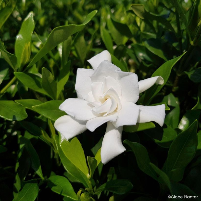 Gardenie Fool Proof - Gardenia (Blüte)