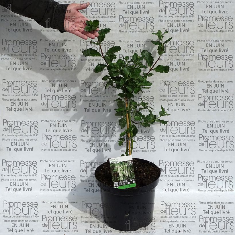 Example of Garrya elliptica - Spalier-Becherkätzchen Topf mit 7,5L/10L as you get