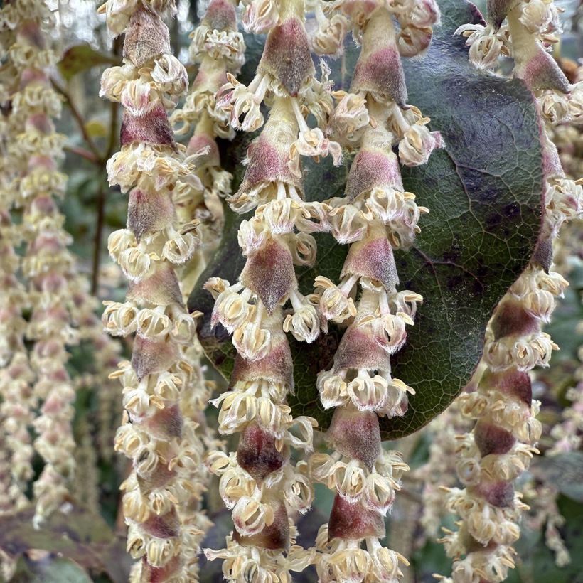 Garrya elliptica - Spalier-Becherkätzchen (Blüte)