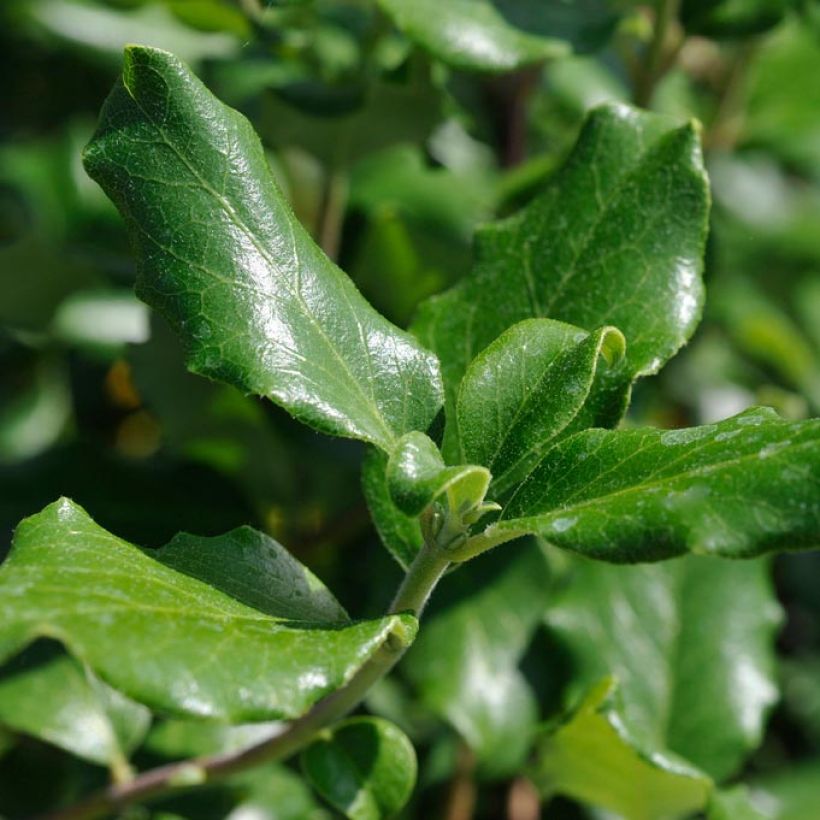 Garrya elliptica James Roof - Spalier-Becherkätzchen (Foliage)