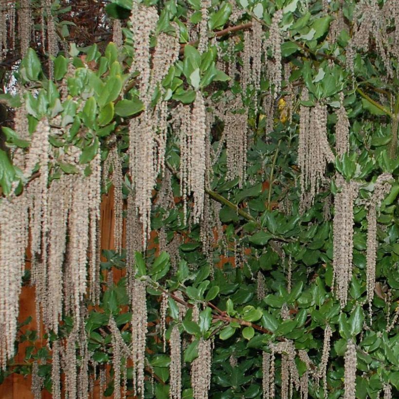 Garrya elliptica James Roof - Spalier-Becherkätzchen (Flowering)