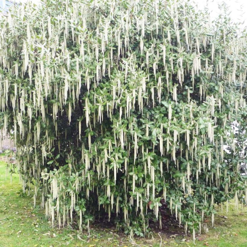 Garrya elliptica James Roof - Spalier-Becherkätzchen (Plant habit)