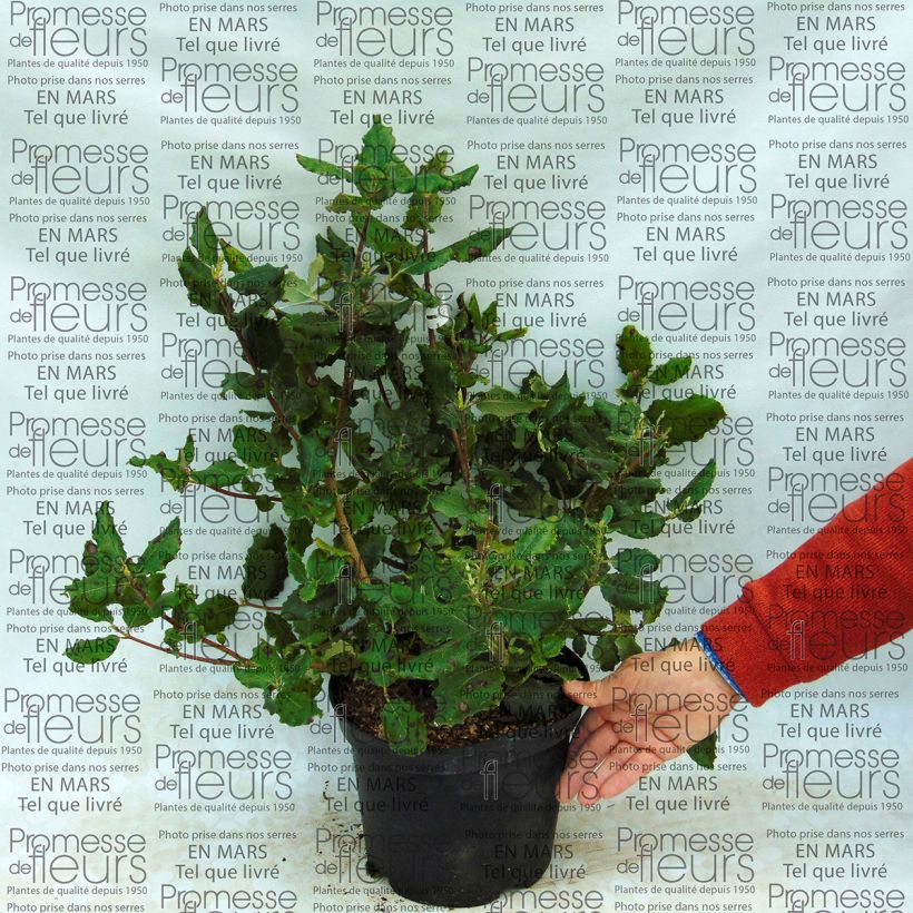Example of Garrya elliptica James Roof - Spalier-Becherkätzchen Topf mit 2L/3L as you get