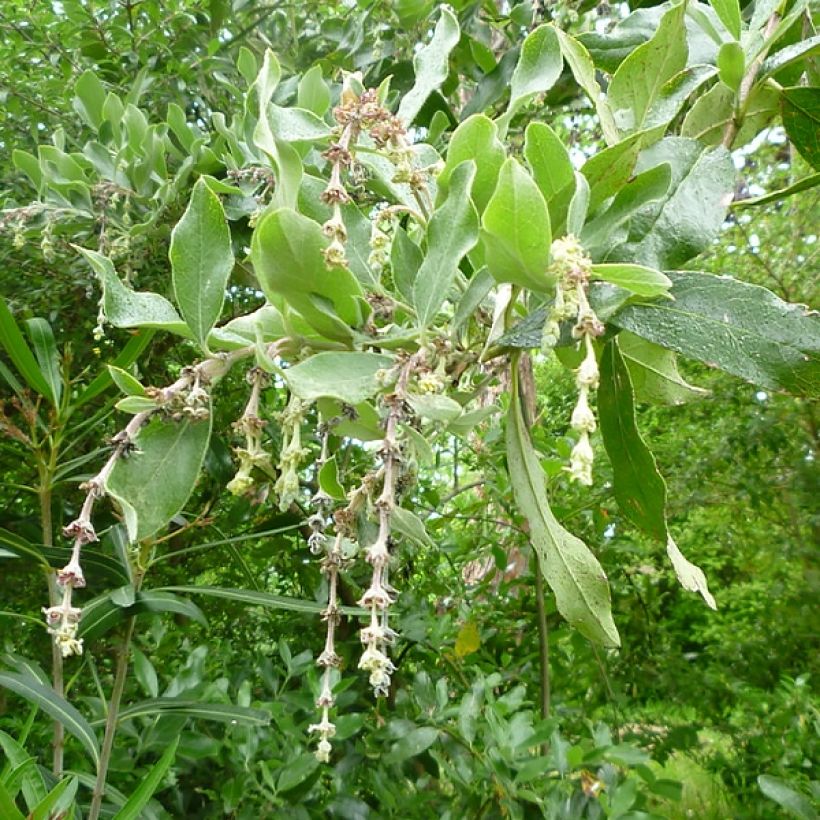 Garrya thuretii - Becherkätzchen (Flowering)