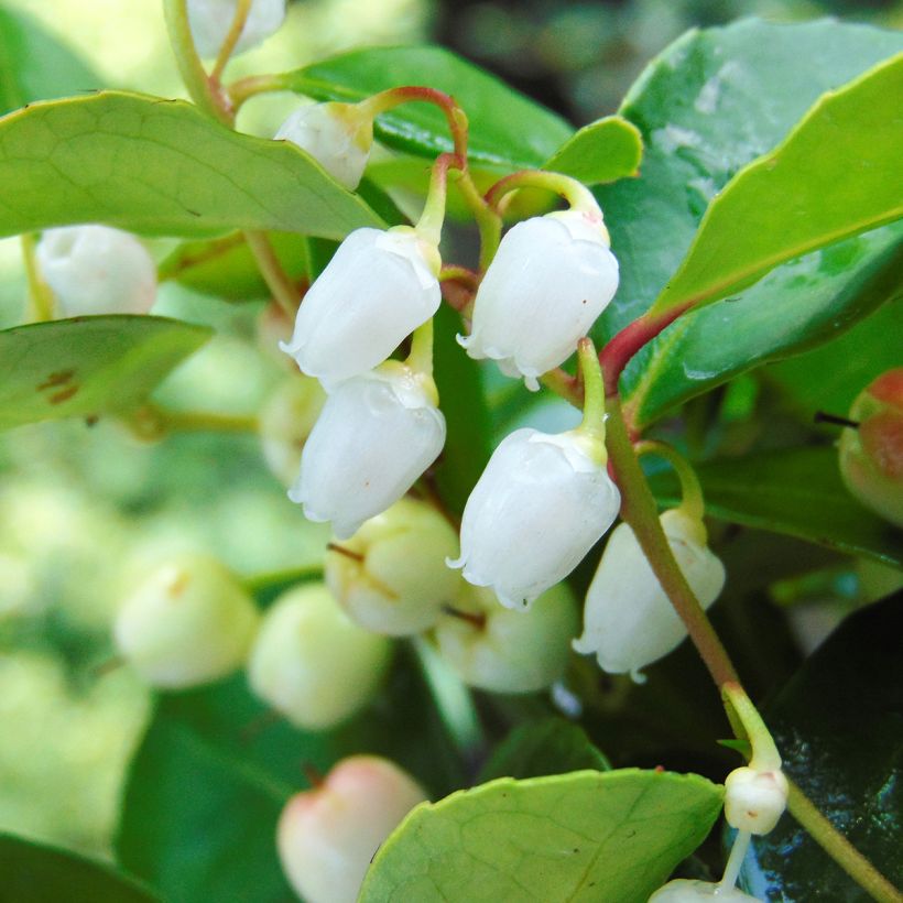 Gaultheria procumbens - Scheinbeere (Flowering)