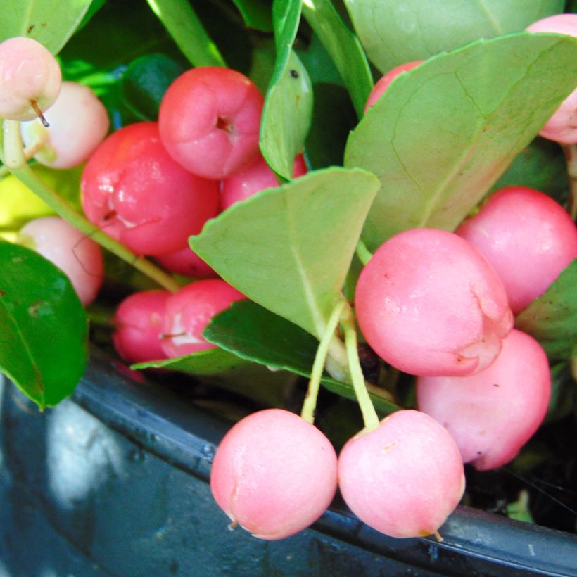 Gaultheria procumbens - Scheinbeere (Harvest)