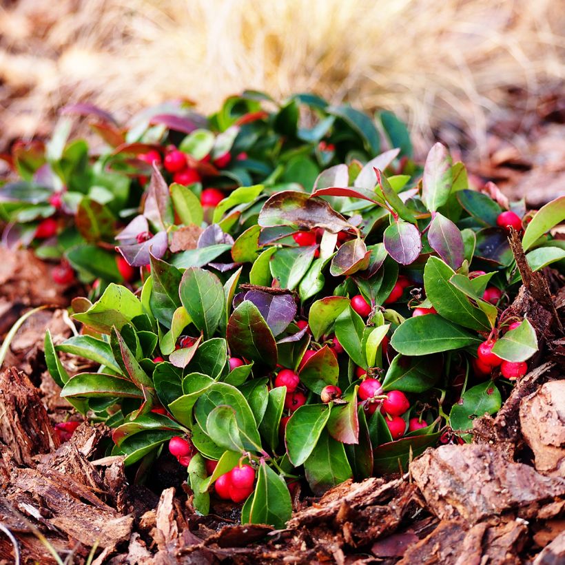 Gaultheria procumbens - Scheinbeere (Hafen)