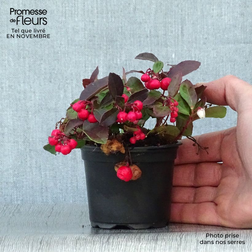 Example of Gaultheria procumbens - Scheinbeere Kleine Töpfe von 8/9 cm as you get in automne