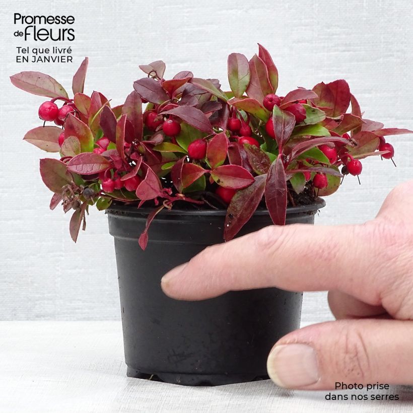 Exemplar von Gaultheria procumbens - Scheinbeere Kleine Töpfe von 8/9 cm wie im Winter geliefert