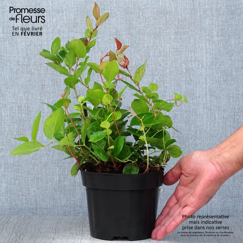 Example of Gaultheria shallon - Shallon-Scheinbeere Topf mit 2L/3L as you get in automne