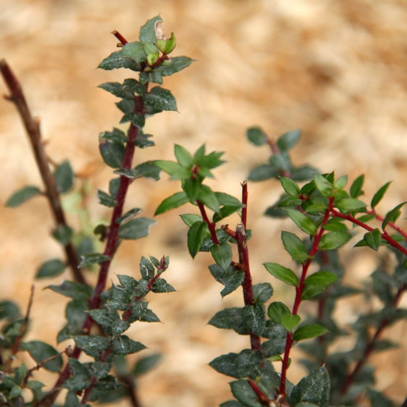 Pernettya mucronata - Torfmyrte (Foliage)