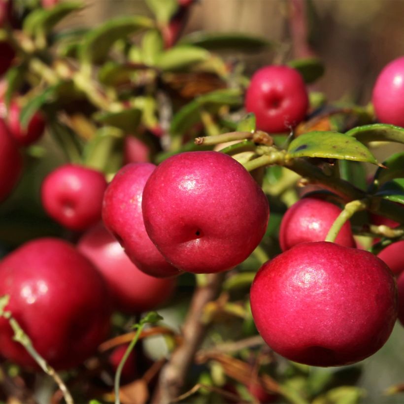 Pernettya mucronata - Torfmyrte (Harvest)