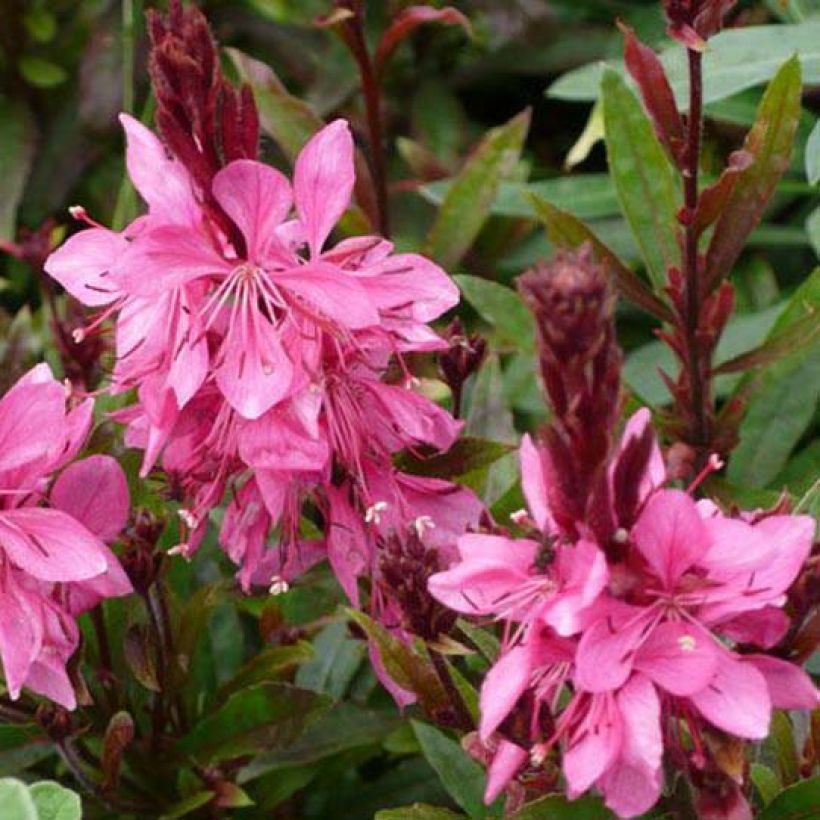 Prachtkerze Crimson Butterfly - Gaura lindheimeri (Flowering)