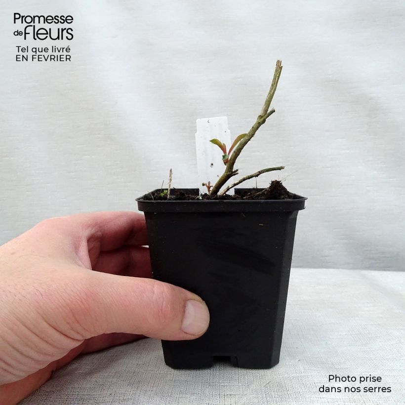 Exemplar von Prachtkerze Crimson Butterfly - Gaura lindheimeri Kleine Töpfe von 8/9 cm wie im Winter geliefert