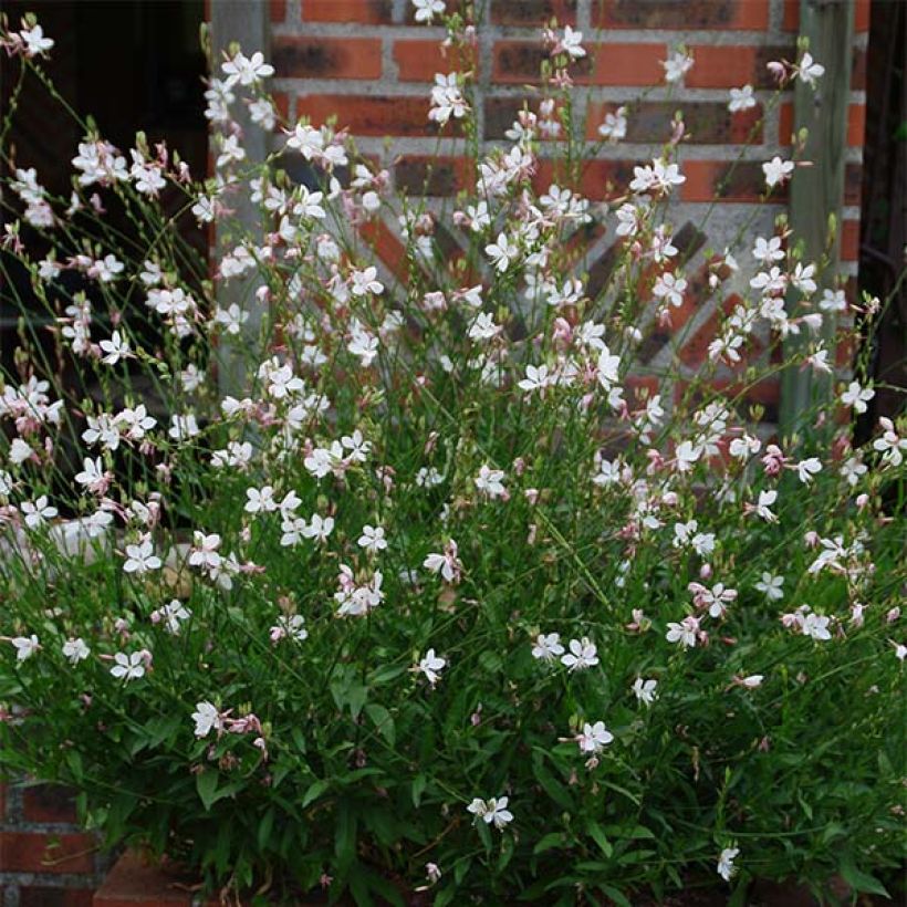 Prachtkerze White - Gaura lindheimeri (Plant habit)