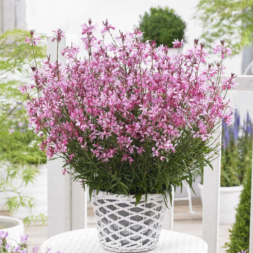 Prachtkerze Baby Butterfly Dark Pink - Gaura lindheimeri (Plant habit)