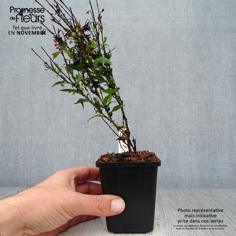 Example of Prachtkerze Baby Butterfly Dark Pink - Gaura lindheimeri Kleine Töpfe von 8/9 cm as you get in automne