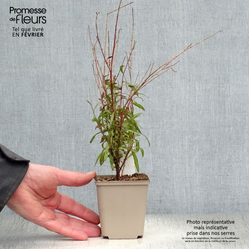 Exemplar von Prachtkerze Baby Butterfly Dark Pink - Gaura lindheimeri Kleine Töpfe von 8/9 cm wie im Winter geliefert