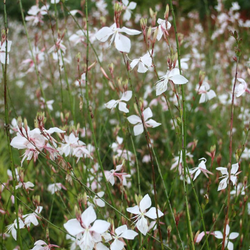 Prachtkerze White - Gaura lindheimeri (Flowering)