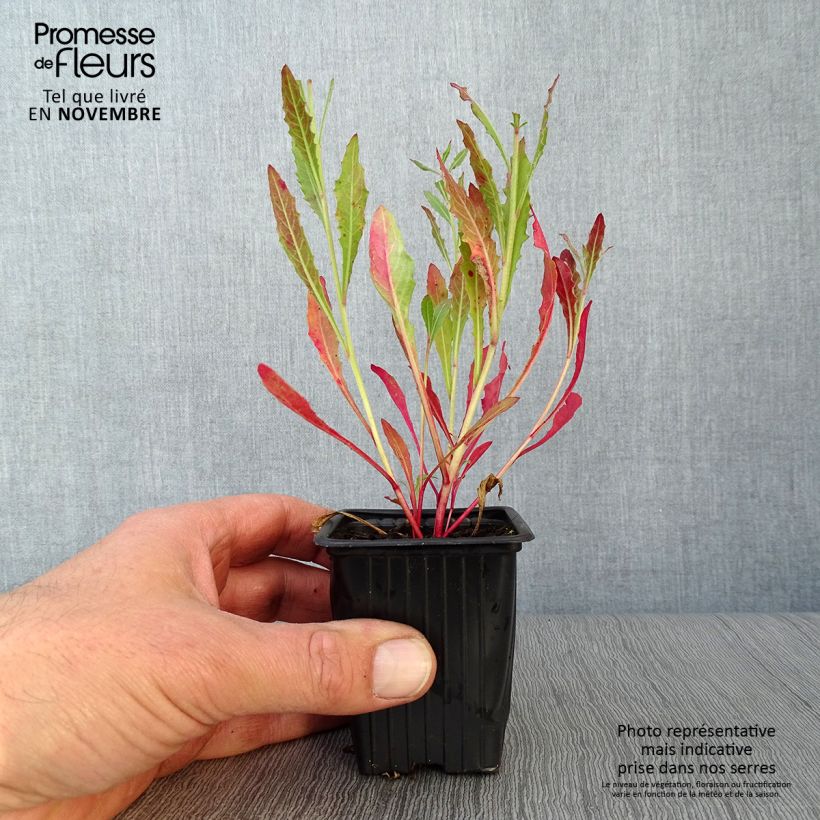 Example of Prachtkerze White - Gaura lindheimeri Kleine Töpfe von 7/8 cm as you get in automne