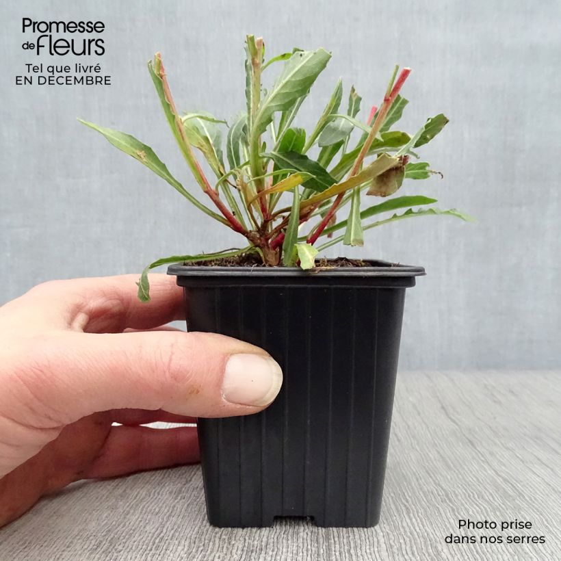 Exemplar von Prachtkerze White - Gaura lindheimeri Kleine Töpfe von 7/8 cm wie im Winter geliefert