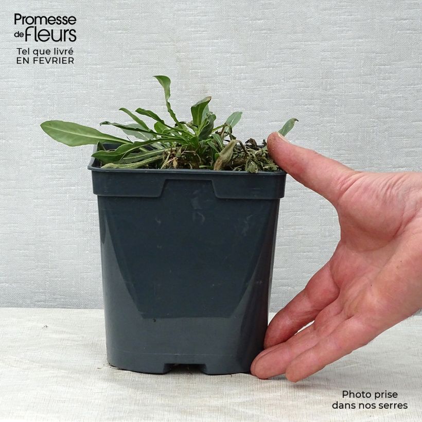 Exemplar von Prachtkerze White - Gaura lindheimeri Topf mit 2L/3L wie im Winter geliefert