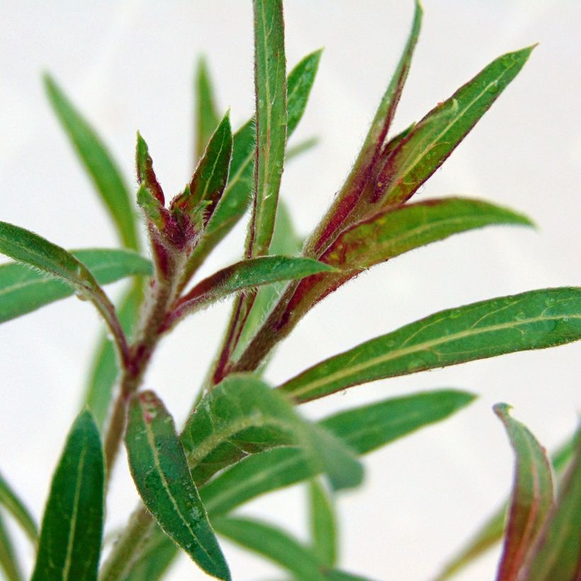 Prachtkerze Blaze - Gaura lindheimeri (Foliage)