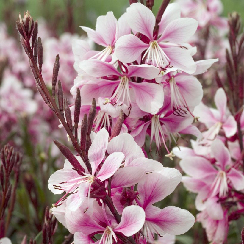 Prachtkerze Cherry Brandy - Gaura lindheimeri (Flowering)