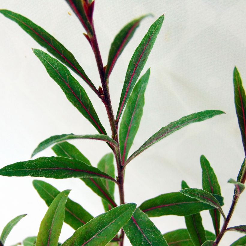 Prachtkerze Cherry Brandy - Gaura lindheimeri (Foliage)