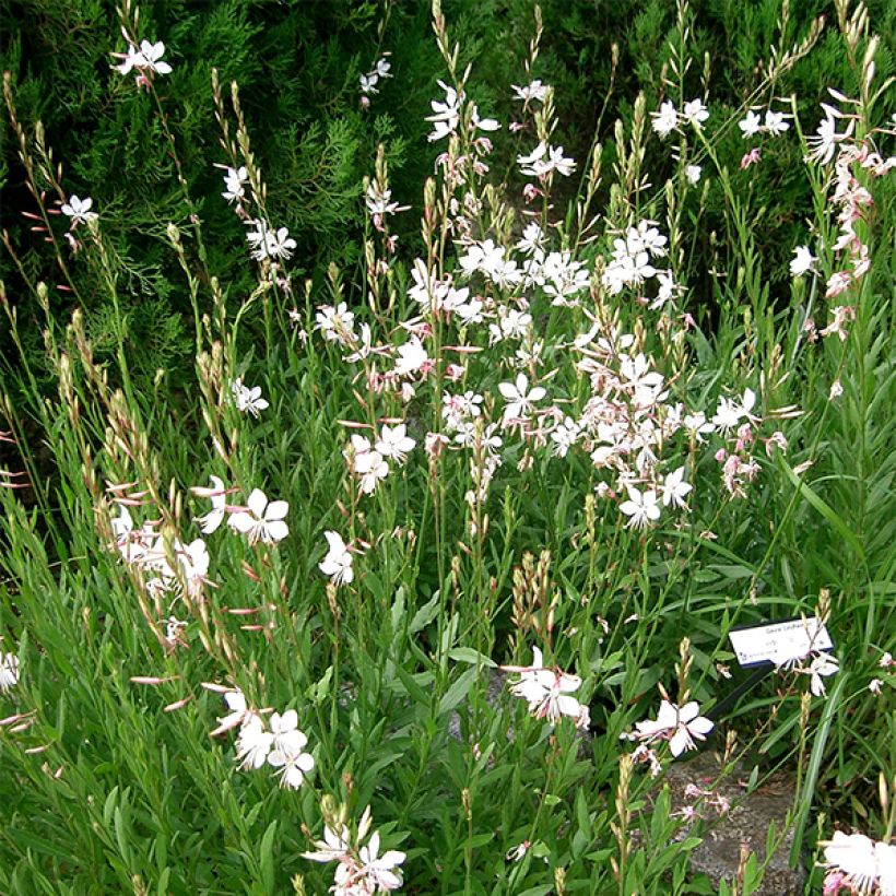 Prachtkerze Corrie s Gold - Gaura lindheimeri (Plant habit)