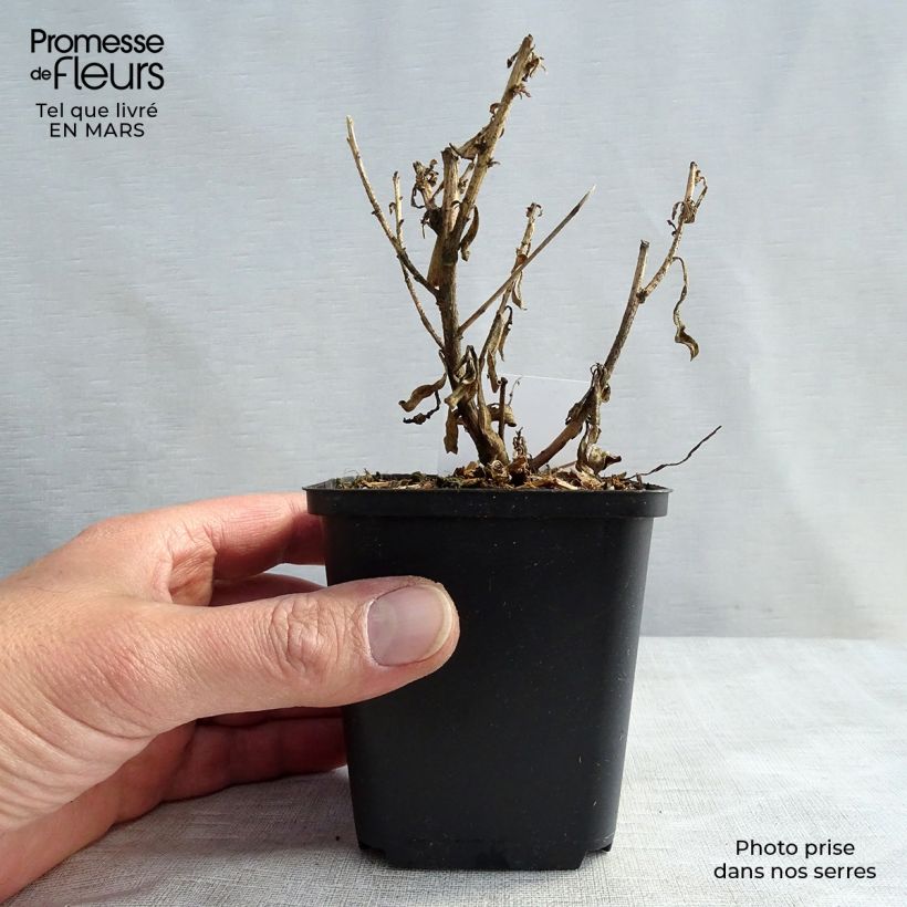 Exemplar von Prachtkerze Corrie s Gold - Gaura lindheimeri Kleine Töpfe von 8/9 cm wie im Winter geliefert