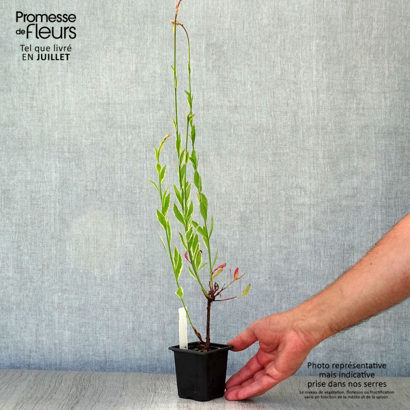 Exemplar von Prachtkerze Corrie s Gold - Gaura lindheimeri Kleine Töpfe von 8/9 cm wie im Sommer geliefert