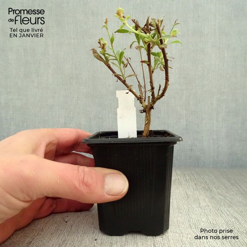 Exemplar von Prachtkerze Freefolk Rosy - Gaura lindheimeri Kleine Töpfe von 8/9 cm wie im Winter geliefert