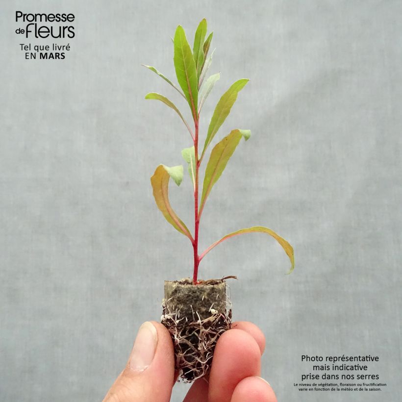 Example of Prachtkerze Lollipop Pink - Gaura lindheimeri Mini-Plug Ø 1,5/2,5 cm as you get in printemps