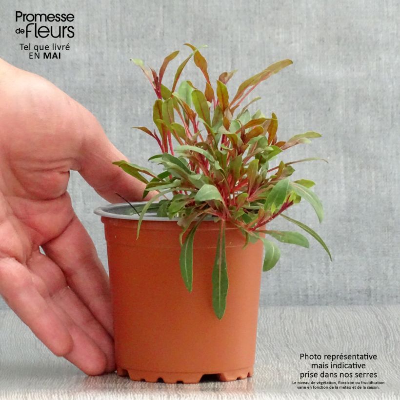 Example of Prachtkerze Lollipop Pink - Gaura lindheimeri Kleine Töpfe von 8/9 cm as you get in printemps