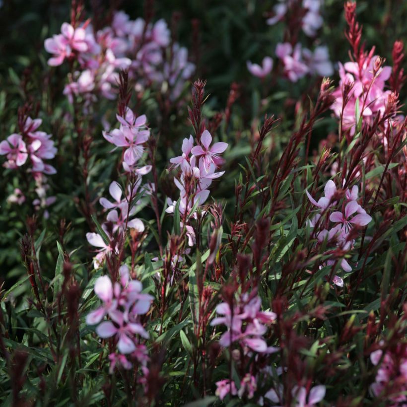 Prachtkerze Passionate Blush - Gaura lindheimeri (Flowering)
