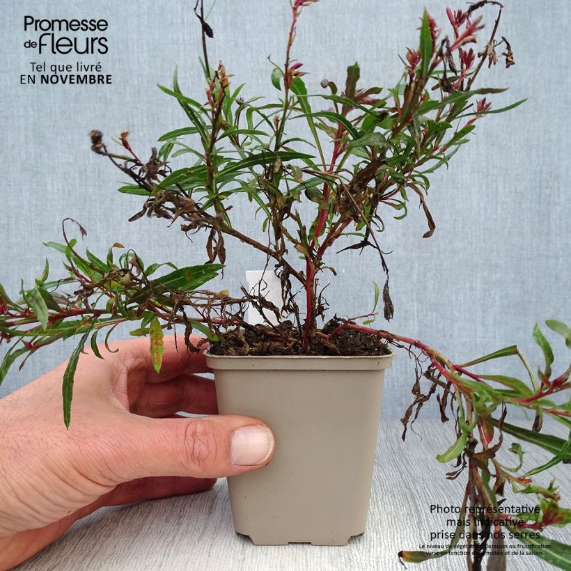 Example of Prachtkerze Passionate Blush - Gaura lindheimeri Kleine Töpfe von 8/9 cm as you get in automne