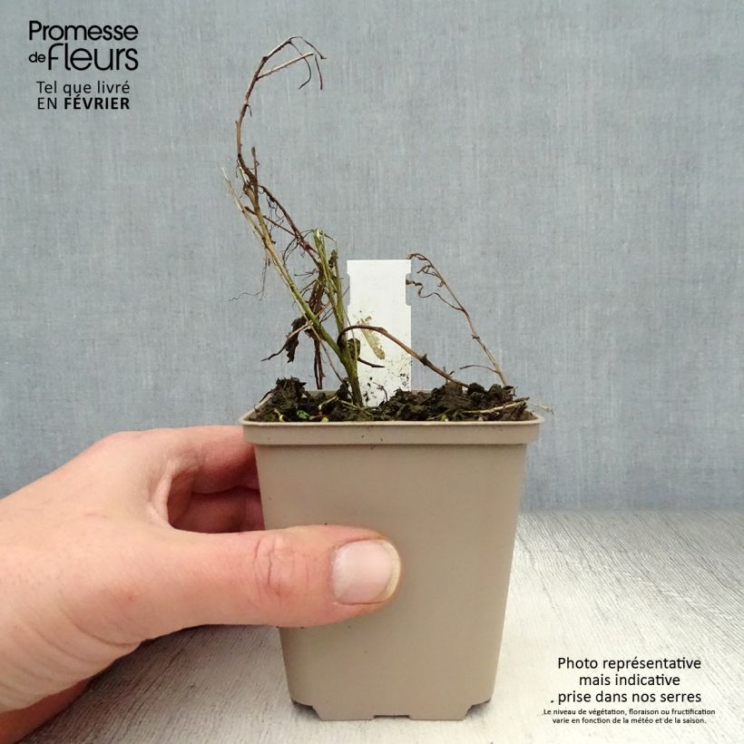 Exemplar von Prachtkerze Passionate Blush - Gaura lindheimeri Kleine Töpfe von 8/9 cm wie im Winter geliefert