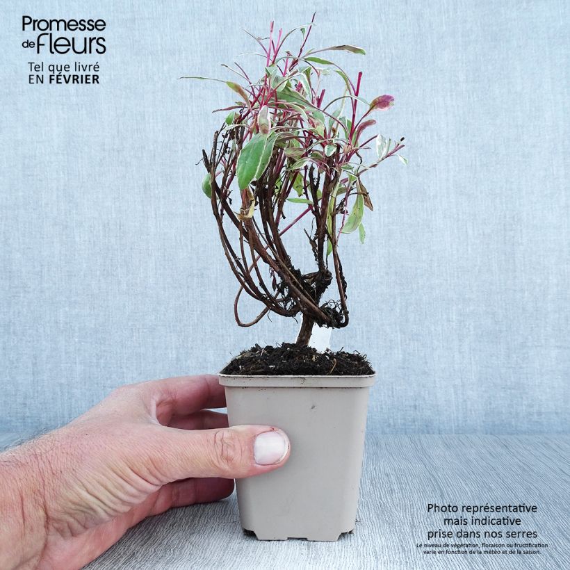 Example of Prachtkerze Passionate Rainbow - Gaura lindheimeri Kleine Töpfe von 8/9 cm as you get in automne