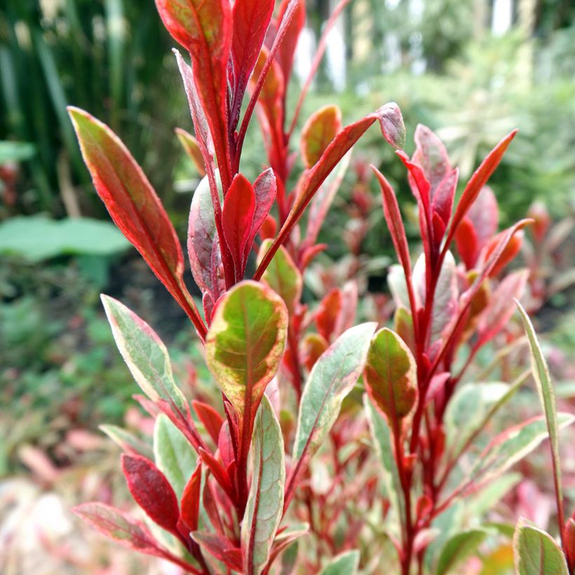 Prachtkerze Passionate Rainbow - Gaura lindheimeri (Foliage)