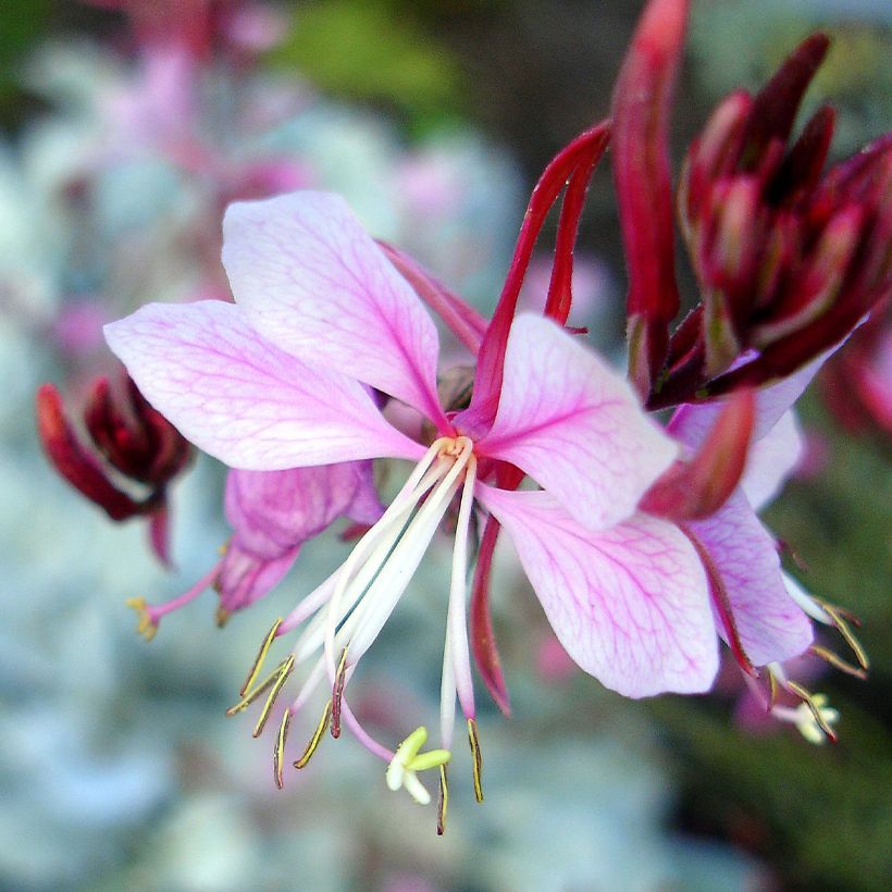 Prachtkerze Passionate Rainbow - Gaura lindheimeri (Flowering)