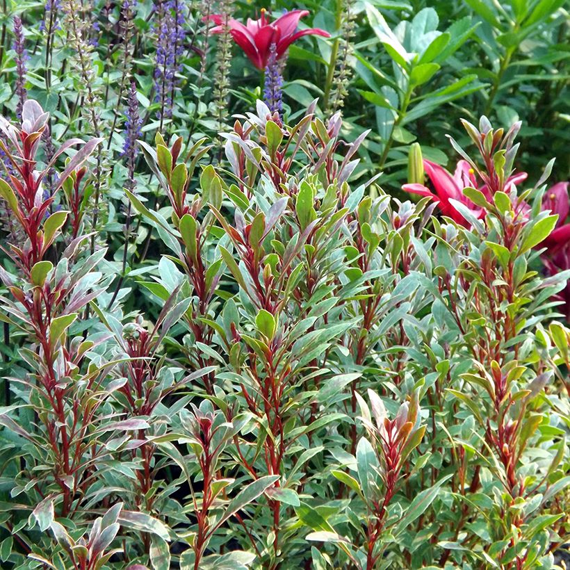 Prachtkerze Passionate Rainbow - Gaura lindheimeri (Plant habit)