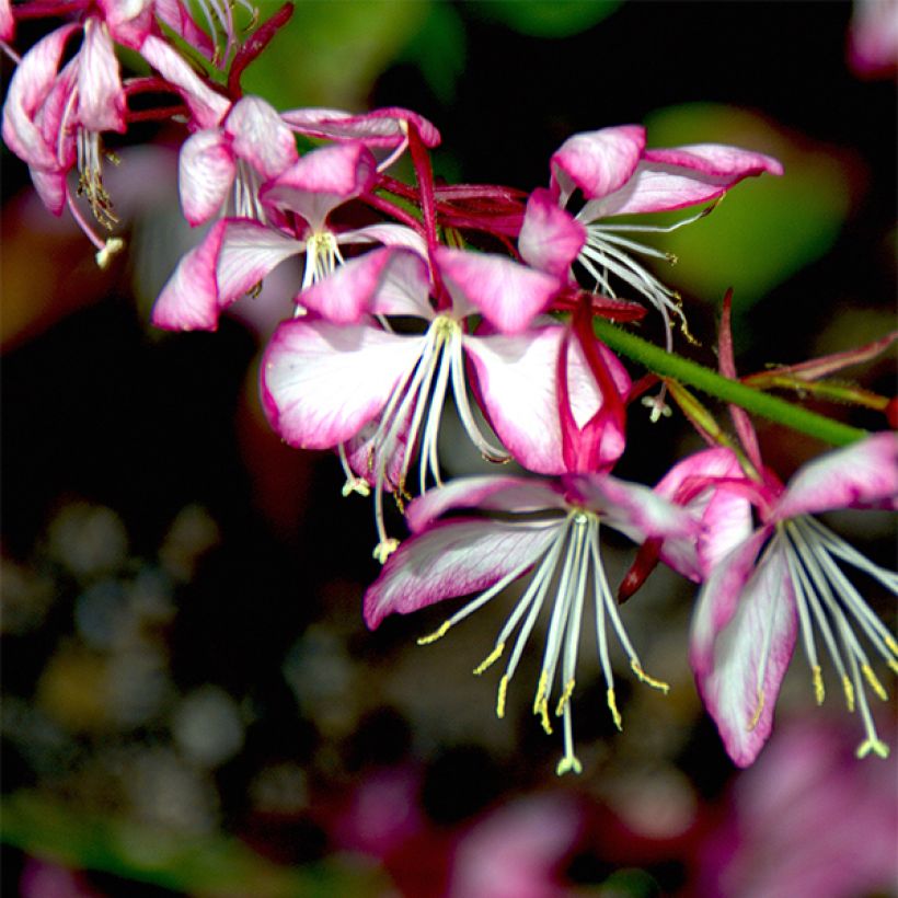 Prachtkerze Rosy Jane - Gaura lindheimeri (Flowering)