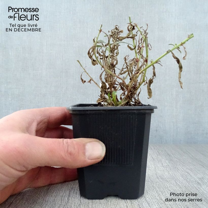 Exemplar von Prachtkerze Rosy Jane - Gaura lindheimeri Kleine Töpfe von 8/9 cm wie im Winter geliefert