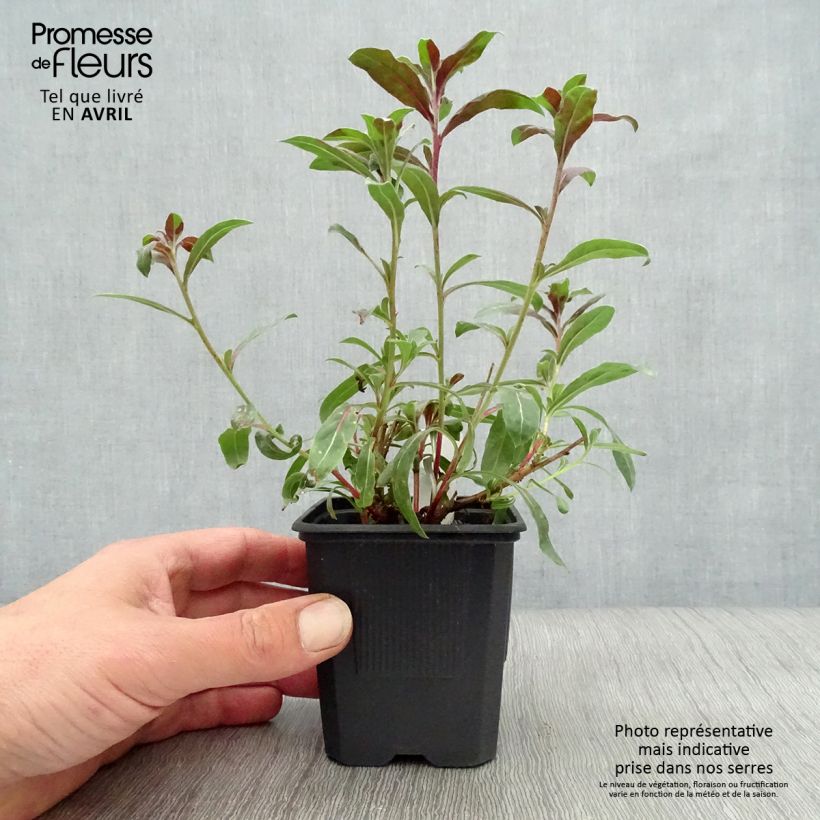 Exemplar von Prachtkerze Rosy Jane - Gaura lindheimeri Kleine Töpfe von 8/9 cm wie im Frühjahr geliefert