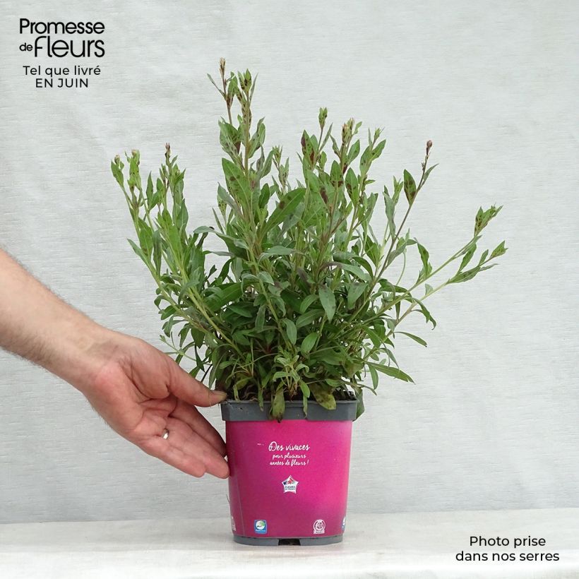 Example of Prachtkerze Rosy Jane - Gaura lindheimeri Topf mit 2L/3L as you get in ete