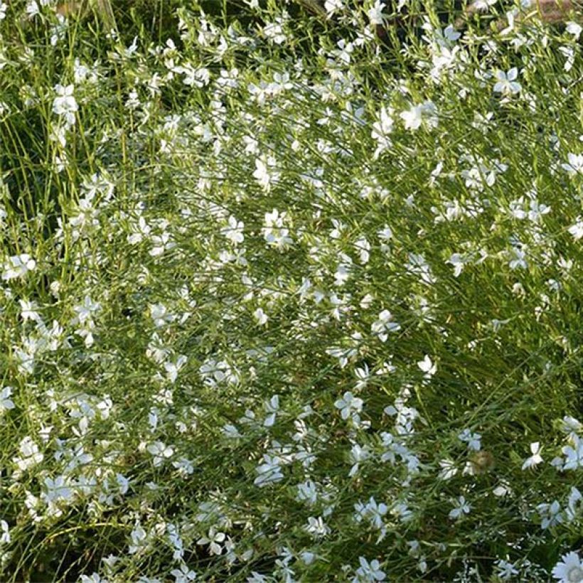 Prachtkerze Snowbird - Gaura lindheimeri (Flowering)