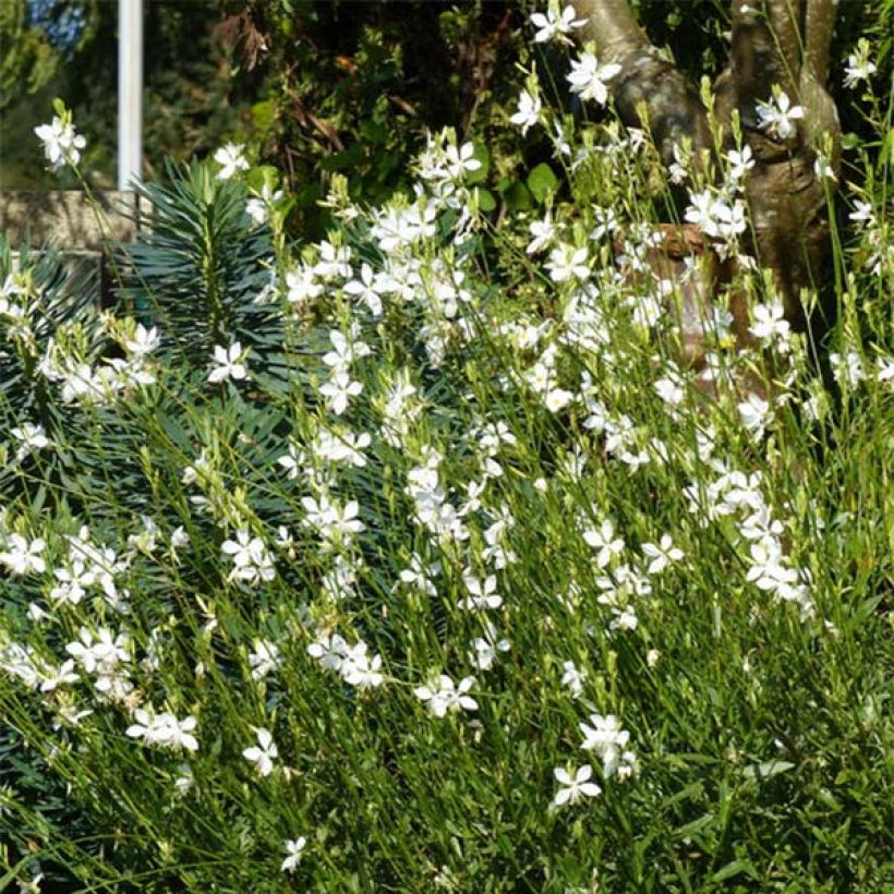 Prachtkerze Snowbird - Gaura lindheimeri (Plant habit)